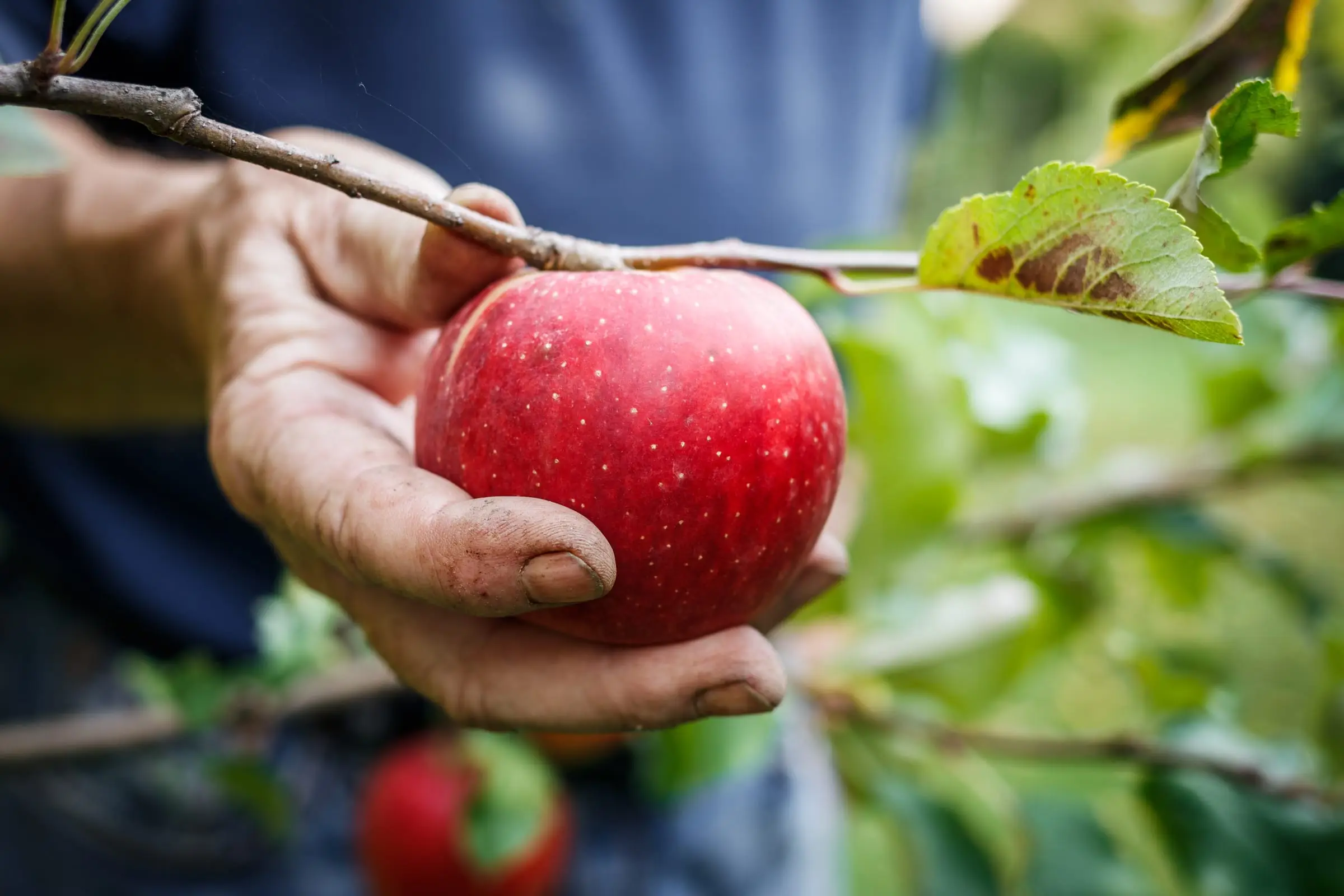 A farmer's hand picking a red apple in an orchard