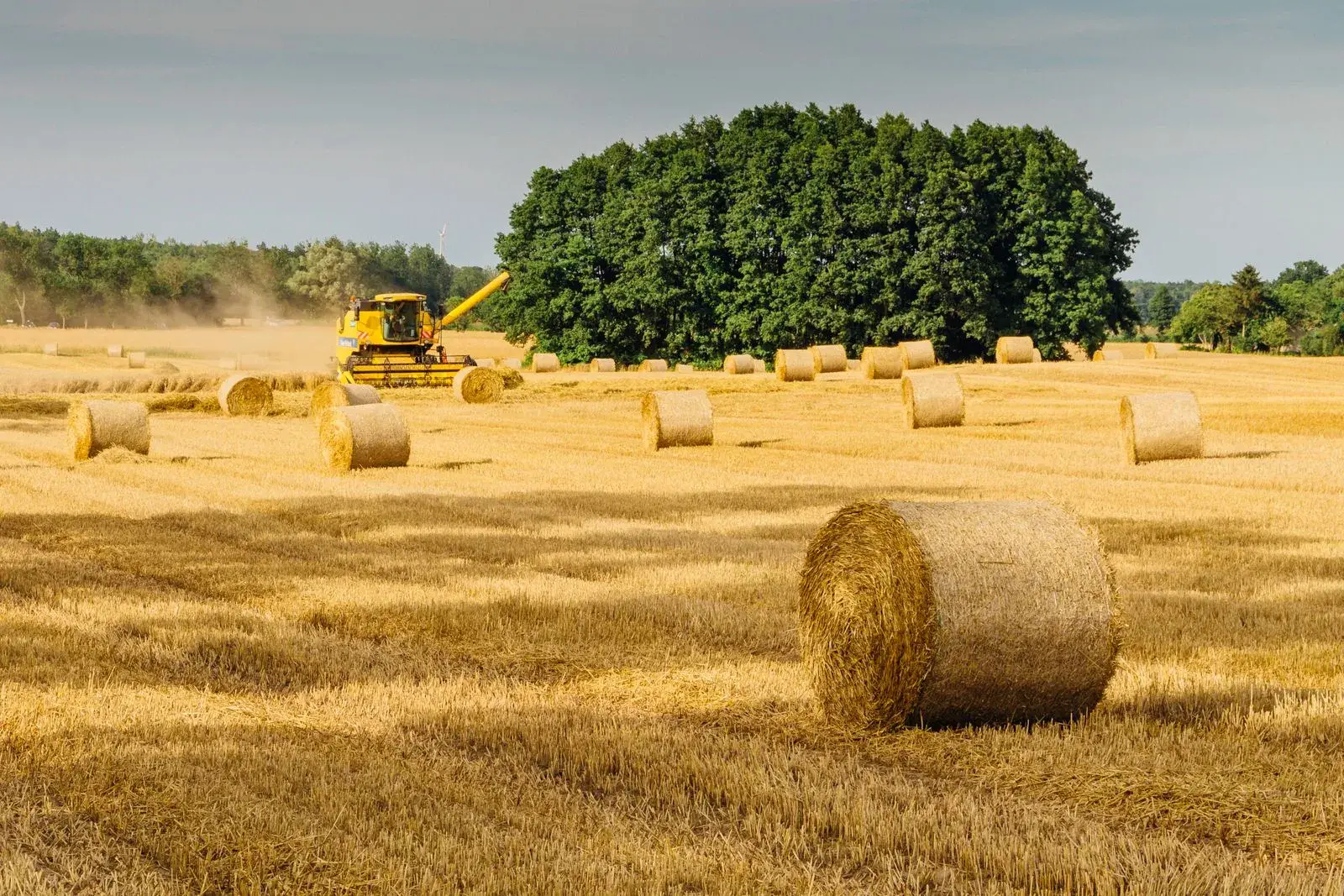 A combine harvesting beside round straw bales in a bright field