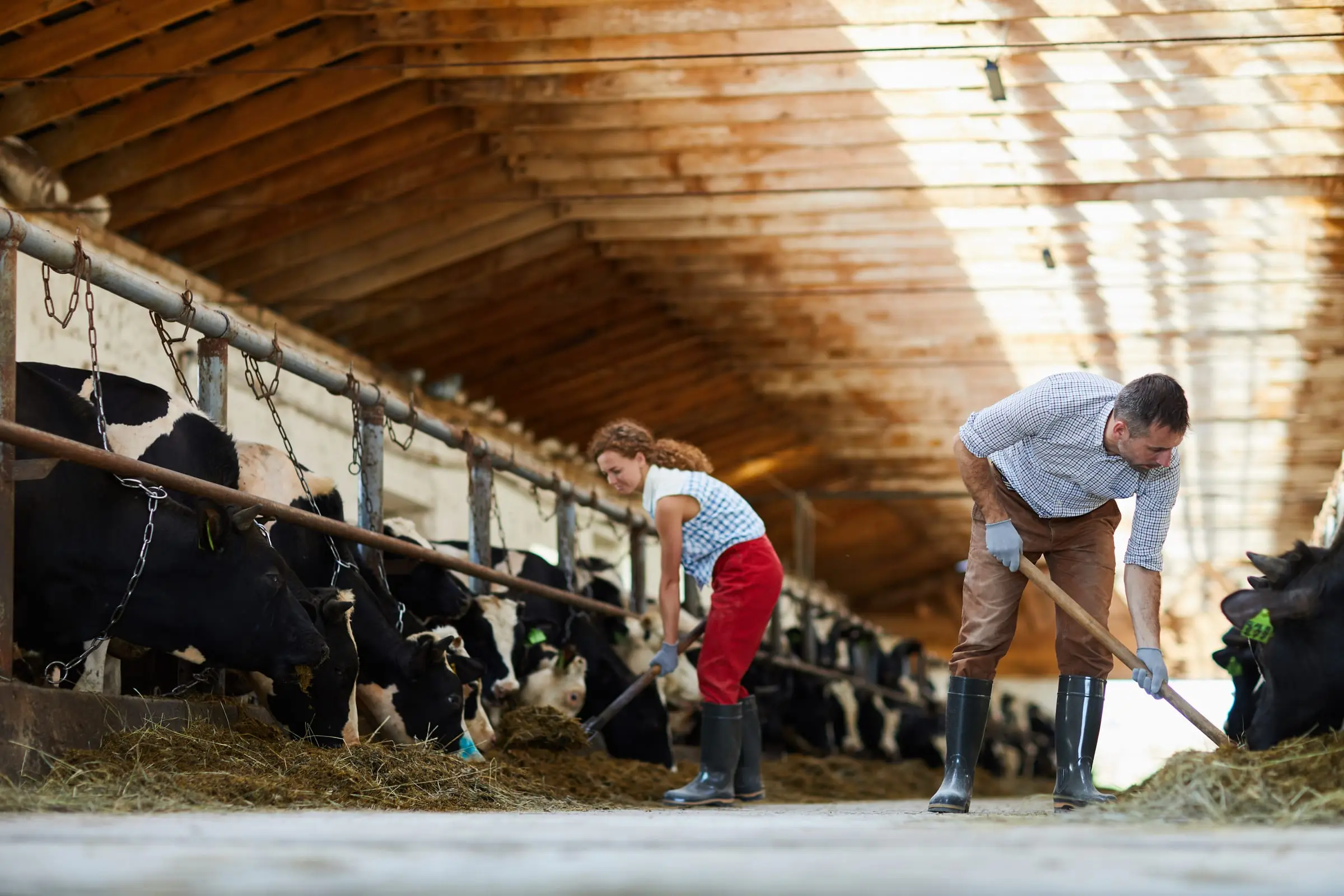 A farming couple at work together in their dairy barn
