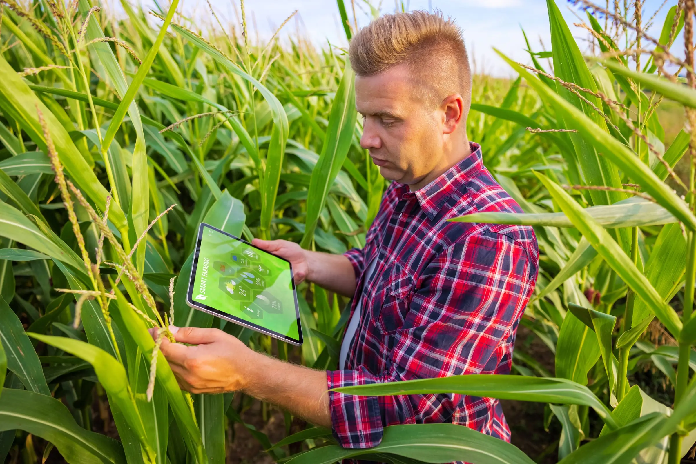 A farmer checking a tablet in his corn field