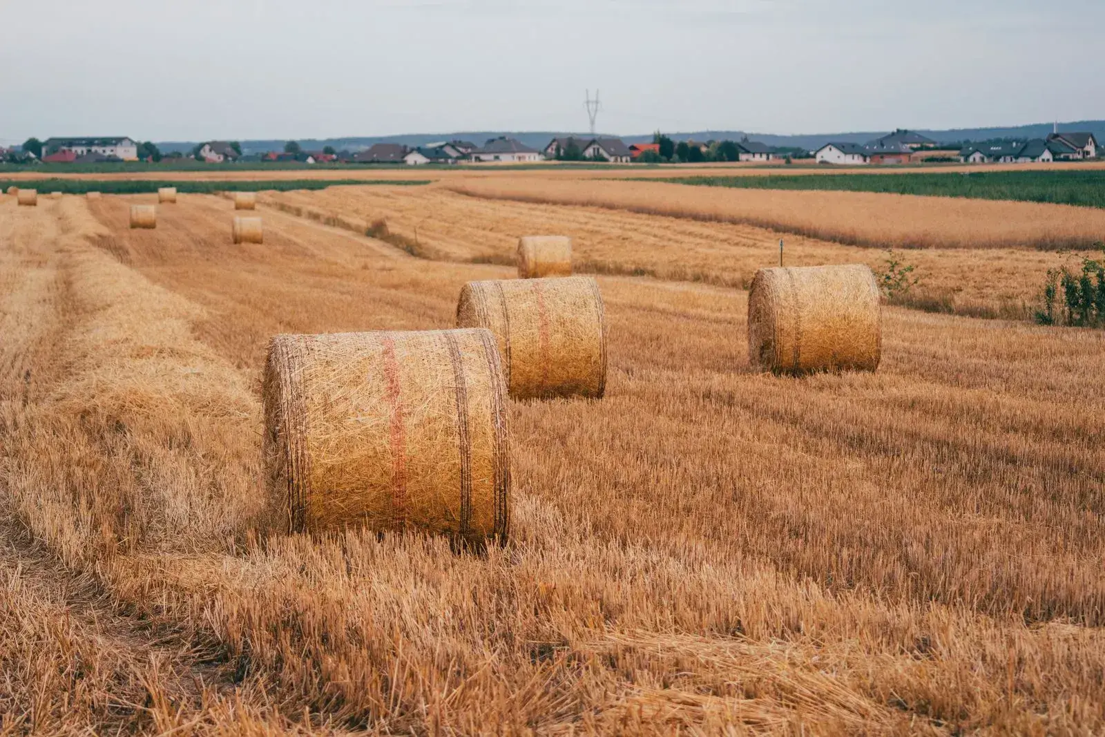 Round straw bales in a harvested wheat field