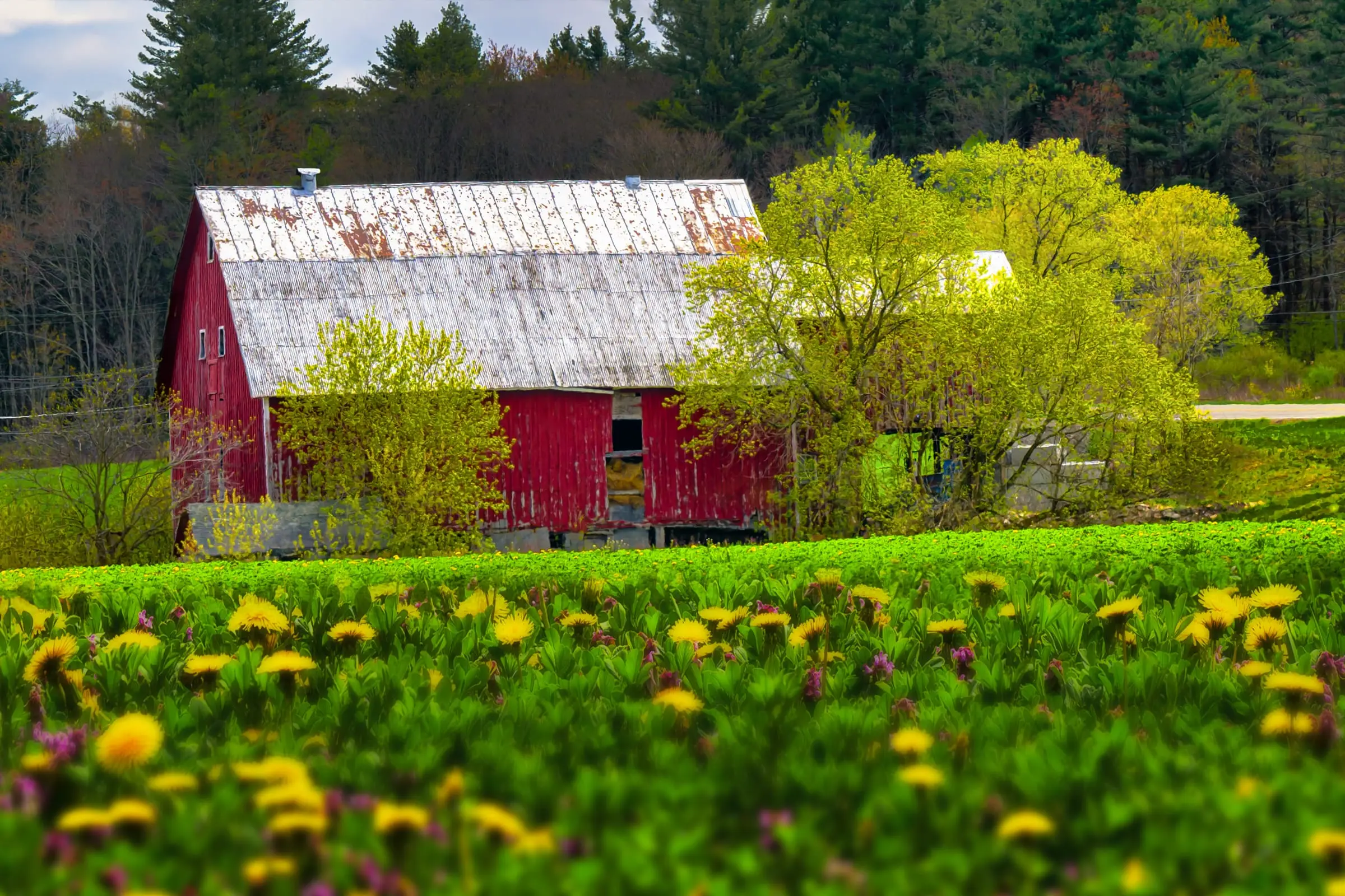 A red barn beside a green field in spring